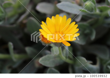 日本の早春の庭に咲く宿根キンセンカ（冬知らず）のオレンジ色の花 100539932