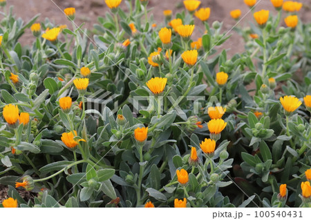 日本の早春の庭に咲く宿根キンセンカ（フユシラズ）のオレンジ色の花 100540431