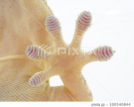 ヤモリの掌の趾下薄板のアップ 100540844