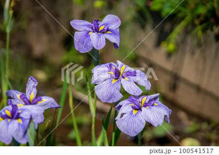 花菖蒲 花菖蒲 100541517