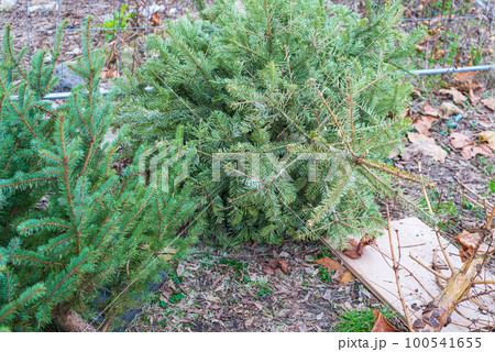 Discarded Christmas Tree, Old Fir Collect, Xmas Garbage, Recycled Christmas Waste, Discarded Christmas Tree Discarded Christmas Tree, Old Fir Collect, Xmas Garbage, Recycled Christmas Waste, Discarded Christmas Tree 100541655