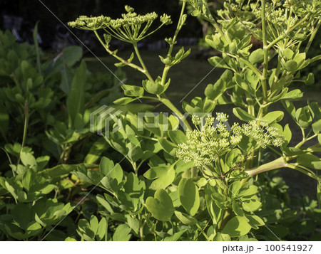 沖縄野菜　長命草　サクナ 100541927
