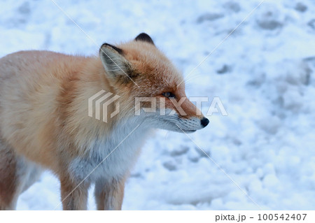 雪の中に佇む冬毛が美しいキタキツネ 雪の中に佇む冬毛が美しいキタキツネ 100542407