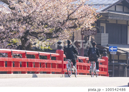 220420中橋桜g068 220420中橋桜g068 100542486