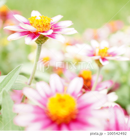 ピンク色の花 100542492