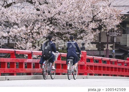 220418中橋桜g002 220418中橋桜g002 100542509