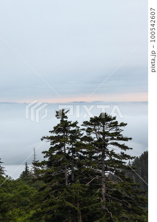 北海道十勝岳温泉カミホロ荘から見た雲海の風景 北海道十勝岳温泉カミホロ荘から見た雲海の風景 100542607