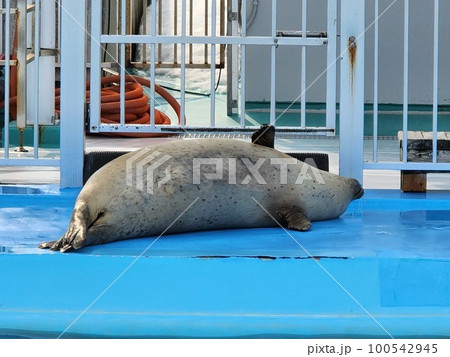 名転ぶアザラシ 100542945