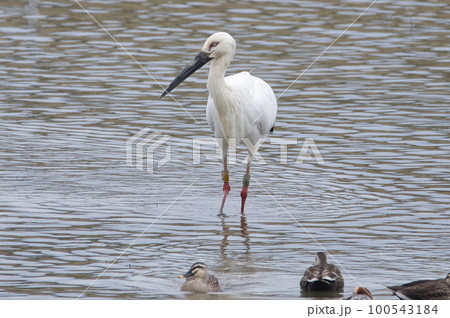 子宝の象徴である野生のコウノトリ 100543184
