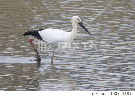 子宝の象徴である野生のコウノトリ 100543185