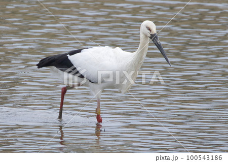 子宝の象徴である野生のコウノトリ 子宝の象徴である野生のコウノトリ 100543186