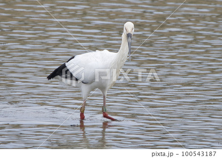 子宝の象徴である野生のコウノトリ 100543187