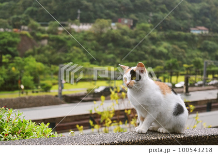 見晴らしの良い場所に佇む猫 100543218