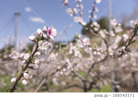 220422瓜巣桃の花z233 100543571