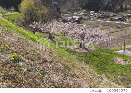 220422瓜巣桃の花z165 100543576