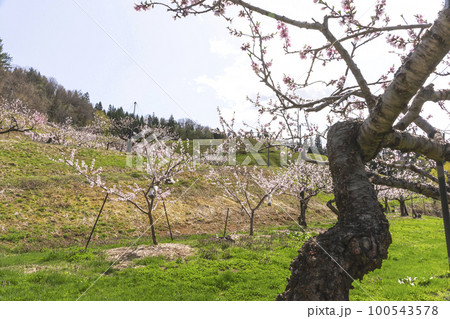 220422瓜巣桃の花z129 220422瓜巣桃の花z129 100543578