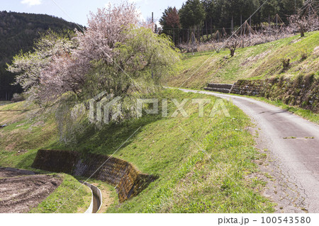 220422瓜巣桃の花z004 100543580