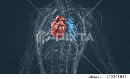 arteries of the pulmonary circulation arteries of the pulmonary circulation 100543655