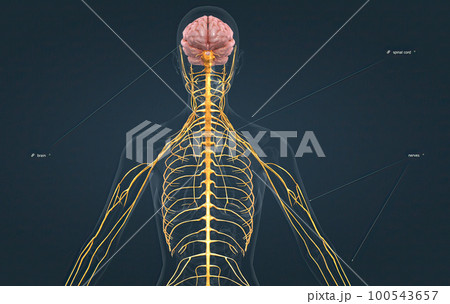 The nervous system includes the brain, spinal cord, and a complex network of nerves. The nervous system includes the brain, spinal cord, and a complex network of nerves. 100543657
