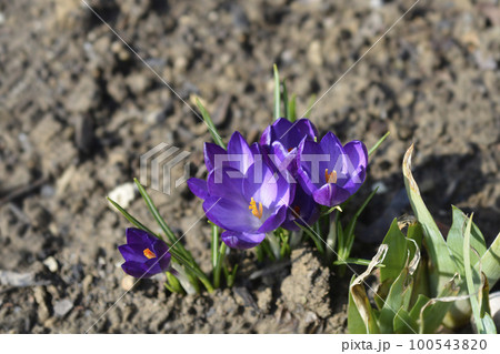 Dutch crocus Grand Maitre 100543820