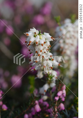 Darley Dale heath 100543832