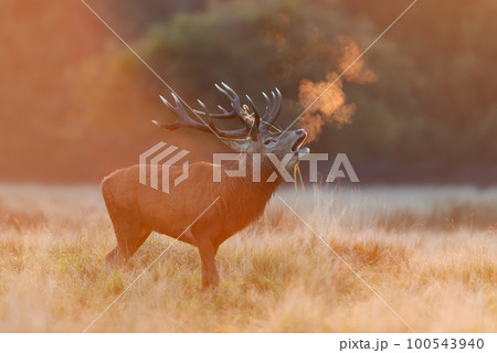 Red Deer calling during rutting season at sunrise Red Deer calling during rutting season at sunrise 100543940