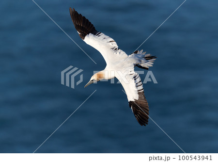 Close up of a Northern gannet in flight Close up of a Northern gannet in flight 100543941