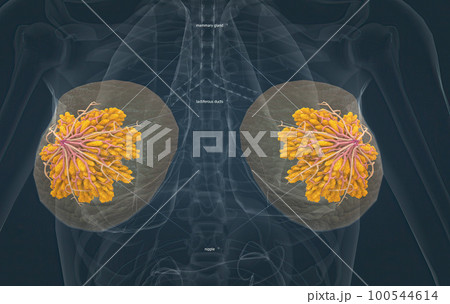 Female breasts act as mammary glands that produce and secrete milk to feed babies. 100544614