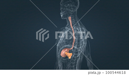The esophagus is a tubal structure, and the stomach is joined by a sac. The esophagus is a tubal structure, and the stomach is joined by a sac. 100544618