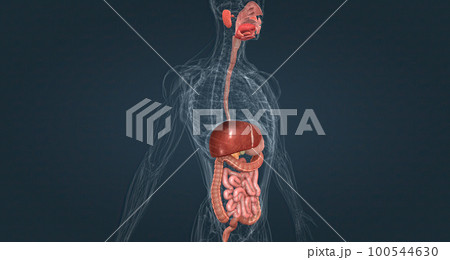 The gastrointestinal tract is essentially a tube that extends from the mouth to the anus. The gastrointestinal tract is essentially a tube that extends from the mouth to the anus. 100544630