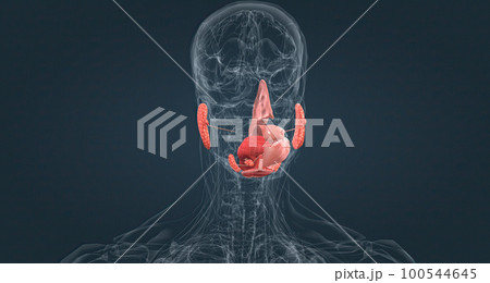 The nasal cavity is the most superior part of the respiratory tract. 100544645