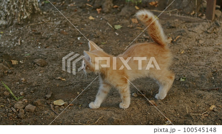 adorable and playful cat plays in the yard with mom cat. 100545148