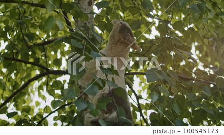 adorable and playful cat plays in the yard with mom cat. adorable and playful cat plays in the yard with mom cat. 100545173
