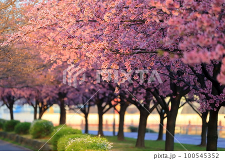 大寒桜（汐入公園） 100545352
