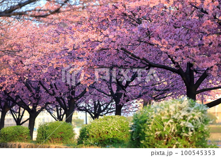 大寒桜（汐入公園） 100545353