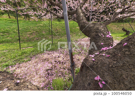 220427瓜巣桃の花s162 100546050