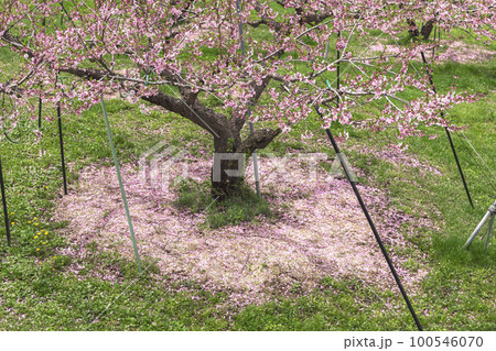 220427瓜巣桃の花z010 100546070