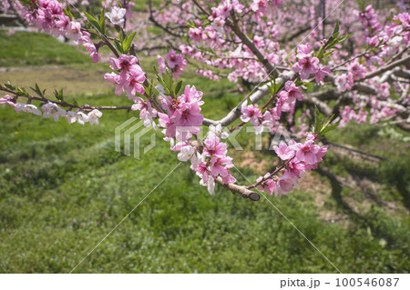 220425瓜巣桃の花z044 220425瓜巣桃の花z044 100546087