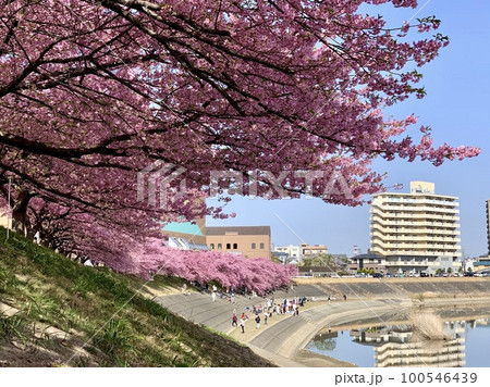 満開の桜並木(河津桜)と青空〈乙川堤防/愛知県岡崎市〉 100546439