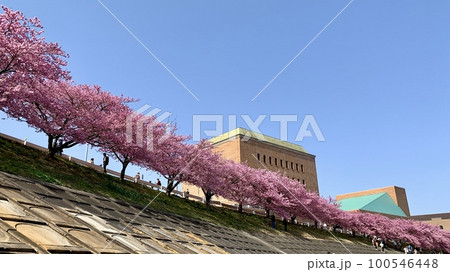 満開の桜並木(河津桜)と青空〈乙川堤防/愛知県岡崎市〉 満開の桜並木(河津桜)と青空〈乙川堤防/愛知県岡崎市〉 100546448