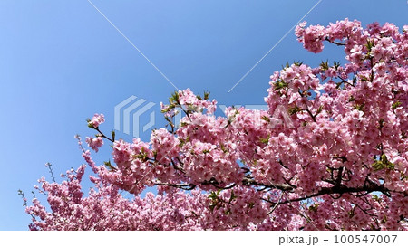 満開の桜並木(河津桜)と青空〈乙川堤防/愛知県岡崎市〉 満開の桜並木(河津桜)と青空〈乙川堤防/愛知県岡崎市〉 100547007