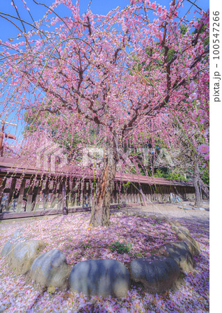 結城神社 枝垂れ梅 100547266