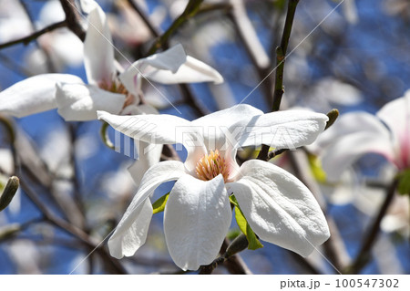 コブシ（辛夷） 100547302