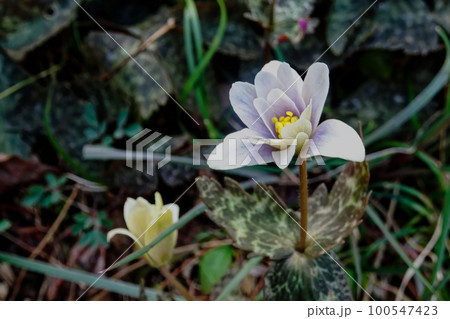 キンポウゲ科ユキワリイチゲの開花 キンポウゲ科ユキワリイチゲの開花 100547423