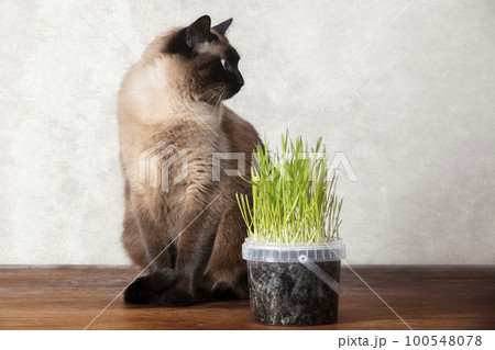 Home cute siamese cat with green grown grass. Cats eat grass. 100548078