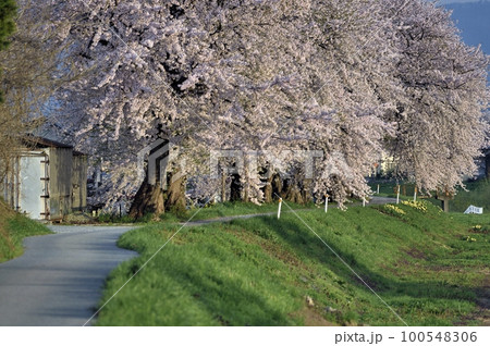 白水川堤防の桜 白水川堤防の桜 100548306