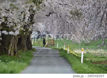 白水川堤防の桜 白水川堤防の桜 100548307