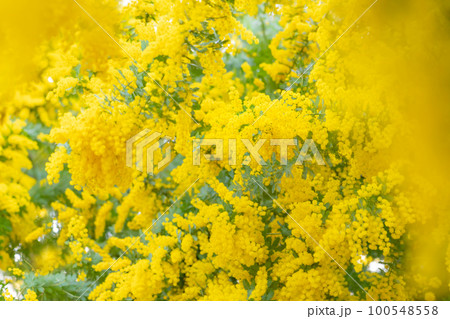 ミモザ・春の花 イメージ ミモザ・春の花 イメージ 100548558