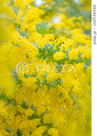 ミモザ・春の花 イメージ ミモザ・春の花 イメージ 100548560