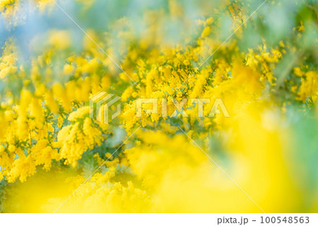 ミモザ・春の花 イメージ 100548563